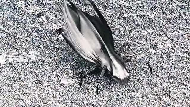 远古纳米虫,可随意变化形态,以有机物,碳基物为食!__财经头条