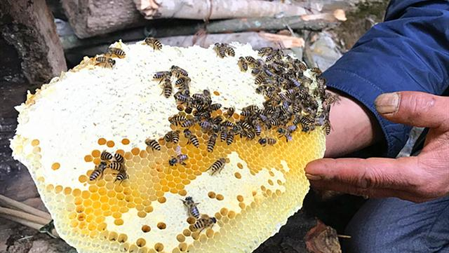 土蜂蜜和普通蜂蜜有什么区别为啥价格这么贵它的营养更好吗