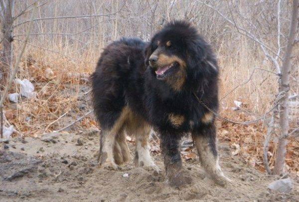 草原无冕之王无人可撼其地位蒙古草地牧羊犬
