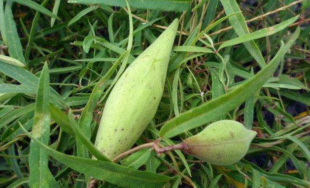 小地瓜还有绿色的吗这种野果遍地都是农民相当厌恶它