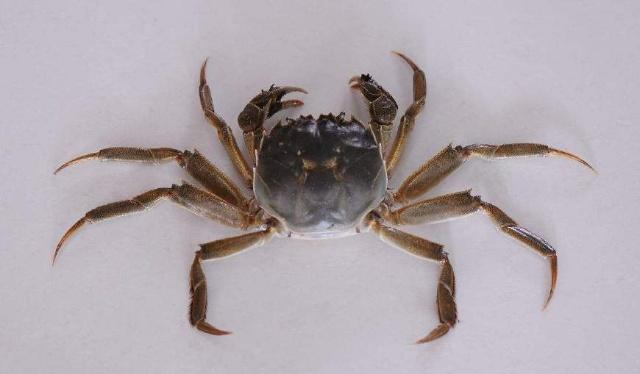 螃蟹公的好?还是母的好?海鲜老板透露:很多人挑错,吃的全是油休闲区蓝鸢梦想 - Www.slyday.coM 螃蟹公的好?还是母的好?海鲜老板透露:很多人挑错,吃的全是油休闲区蓝鸢梦想 - Www.slyday.coM