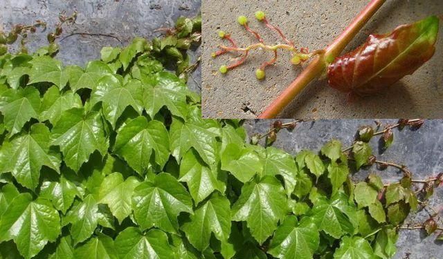 吸盘|壁虎|爬山虎_新浪网