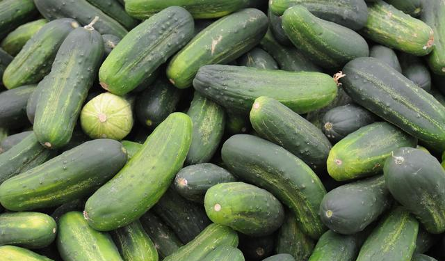 黄瓜不能随便买,要避开1个误区,牢记3个基本点,一挑一个准休闲区蓝鸢梦想 - Www.slyday.coM 黄瓜不能随便买,要避开1个误区,牢记3个基本点,一挑一个准休闲区蓝鸢梦想 - Www.slyday.coM