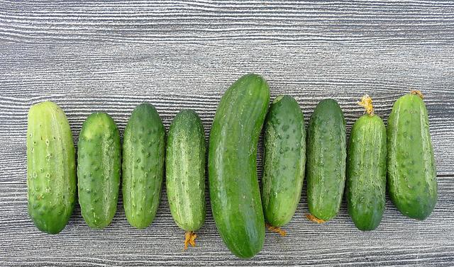 黄瓜不能随便买,要避开1个误区,牢记3个基本点,一挑一个准休闲区蓝鸢梦想 - Www.slyday.coM 黄瓜不能随便买,要避开1个误区,牢记3个基本点,一挑一个准休闲区蓝鸢梦想 - Www.slyday.coM