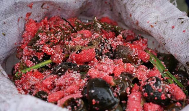 同样是螺为什么福寿螺人人喊打网友反正没有田螺好吃