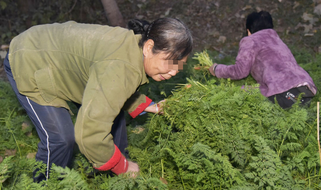 你眼中的垃圾,农村人却能做成美味,简单一蒸,比肉还吸引人!休闲区蓝鸢梦想 - Www.slyday.coM 你眼中的垃圾,农村人却能做成美味,简单一蒸,比肉还吸引人!休闲区蓝鸢梦想 - Www.slyday.coM
