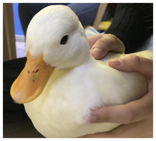 王珞丹继寻鸭启示之后再发文,鸭子已经不在了,偷鸭人已找到