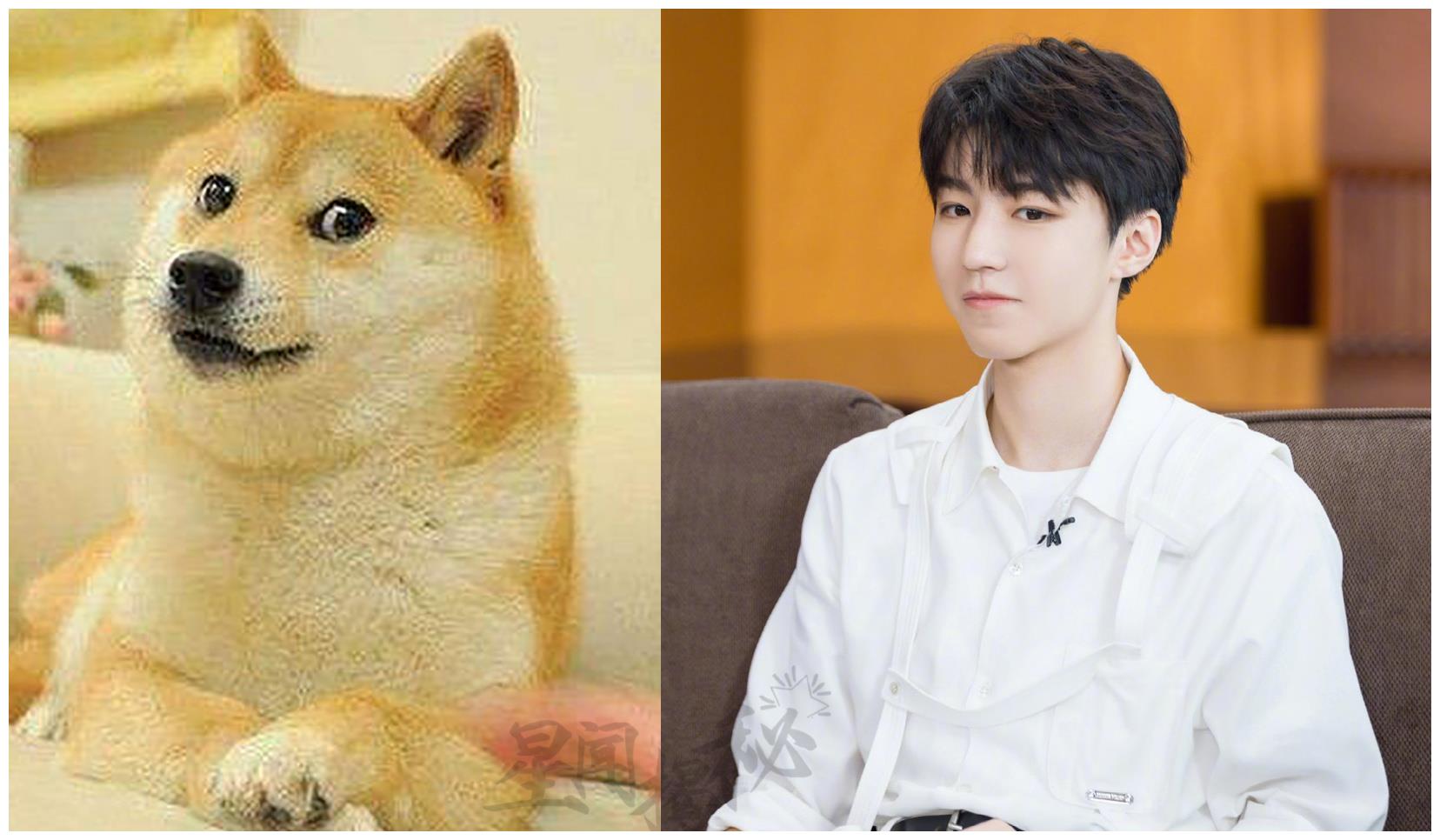 王俊凯撞脸柴犬表情包粉丝发现他又视奸饭圈不愧是8g冲浪