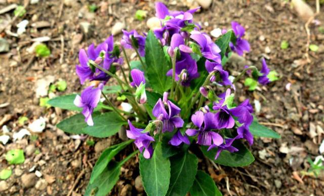 农村田地里这种野草,开出来的花是紫色的,你知道它的名字吗?休闲区蓝鸢梦想 - Www.slyday.coM 农村田地里这种野草,开出来的花是紫色的,你知道它的名字吗?休闲区蓝鸢梦想 - Www.slyday.coM