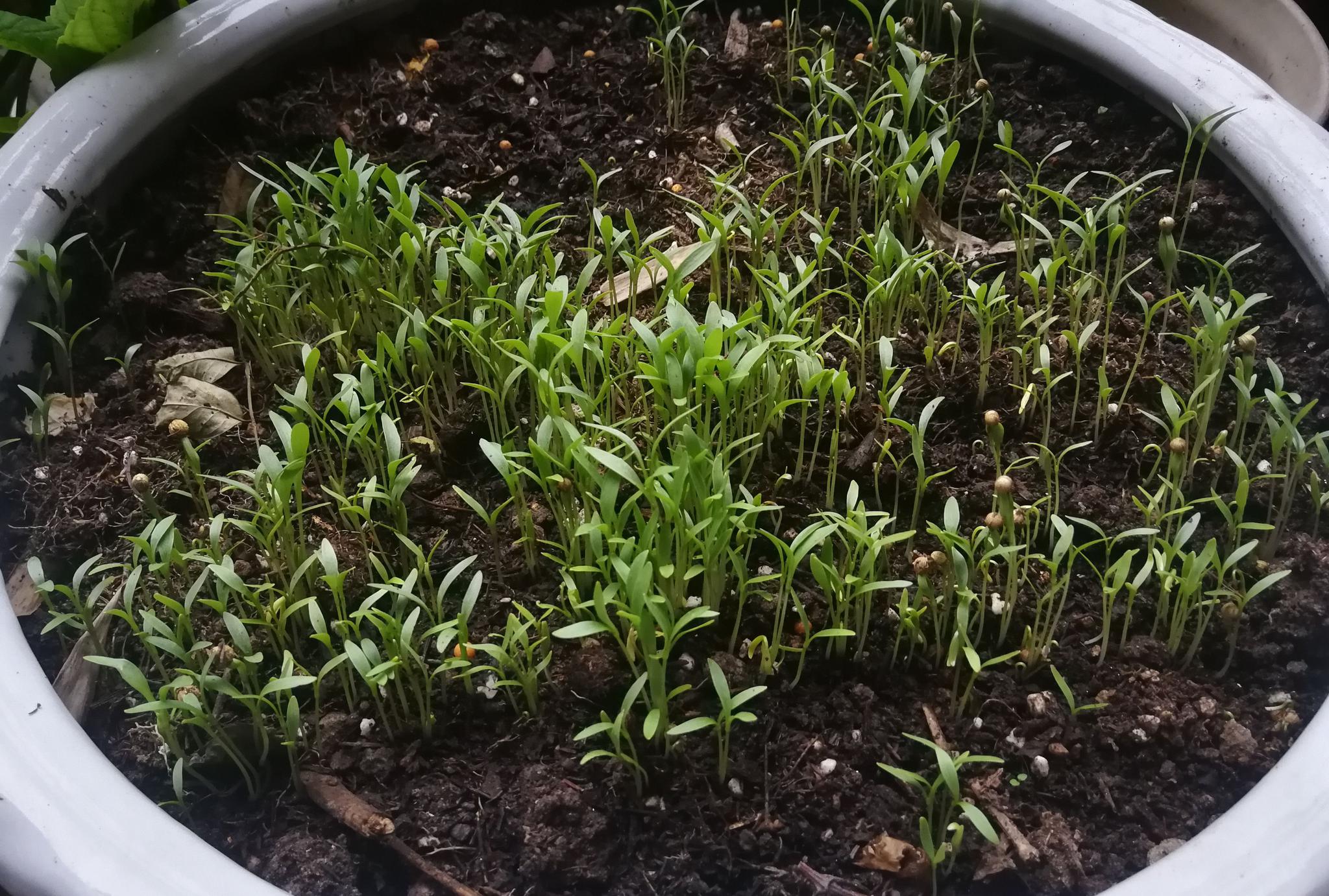 手法不行,没想到香菜发芽率太高!