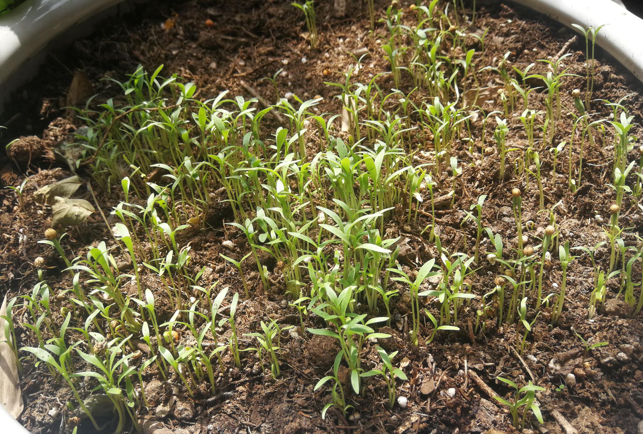 手法不行,没想到香菜发芽率太高!