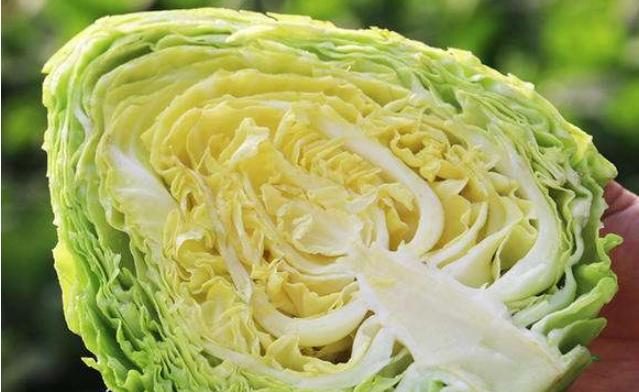 包菜,挑结实的好还是松散的好?菜农教你1招,别老傻傻买错!休闲区蓝鸢梦想 - Www.slyday.coM 包菜,挑结实的好还是松散的好?菜农教你1招,别老傻傻买错!休闲区蓝鸢梦想 - Www.slyday.coM