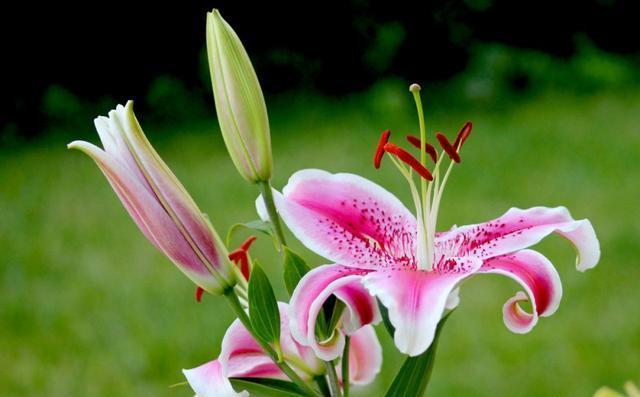 田野花香类似小说 小村春色及推荐小说有哪些