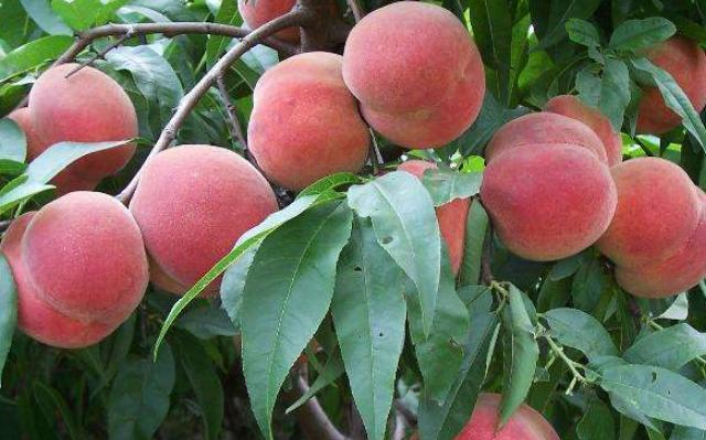 被人遗忘的古老水果，脆甜可口，儿时常吃，现在却很少有，太可惜休闲区蓝鸢梦想 - Www.slyday.coM