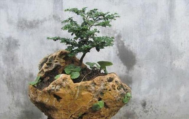 果实紫色大花假虎刺盆景则是以清秀典雅层次分明