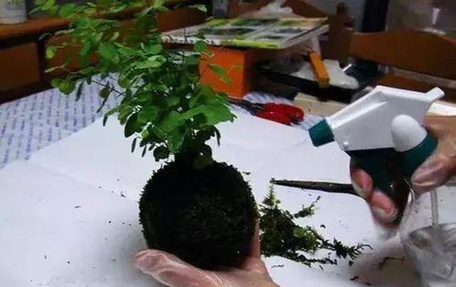 不用花盆就能种满阳台 苔藓绑成土坨子 植物又美又旺 苔藓 花盆 水苔 新浪新闻