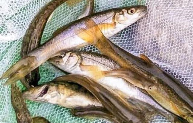 生在柳树下的柳根鱼以前人们看不上现在60块钱一斤买不到