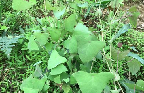 究竟是什么让蛇都害怕呢 - 盘书网