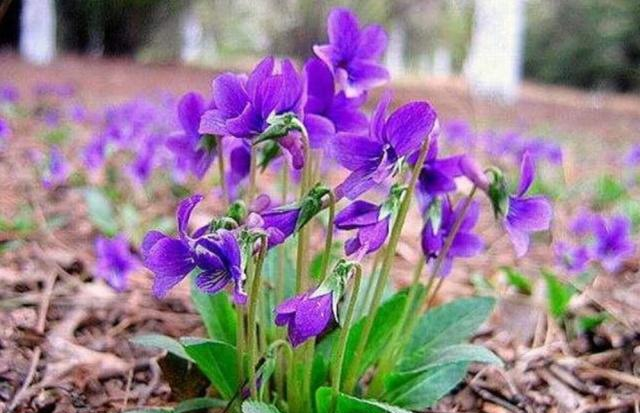 农村田地里这种野草,开出来的花是紫色的,你知道它的名字吗?休闲区蓝鸢梦想 - Www.slyday.coM 农村田地里这种野草,开出来的花是紫色的,你知道它的名字吗?休闲区蓝鸢梦想 - Www.slyday.coM