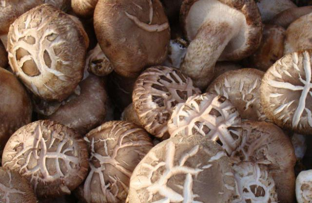 鲜香菇和干香菇哪种营养更高很多人都选错真是亏大了