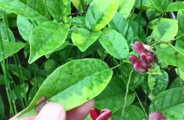 农村很漂亮的植物,花瓣看着像红腰豆,药用价值很高,你认识吗?