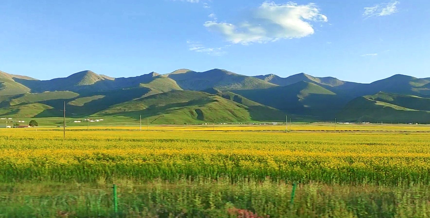 路过青海湖,偶遇油菜花海一片_高清图集_新浪网