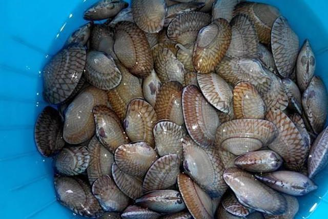 老渔民教你一招,花甲主动吐沙,3分钟就搞定|花甲|渔民|沙子_新浪新闻