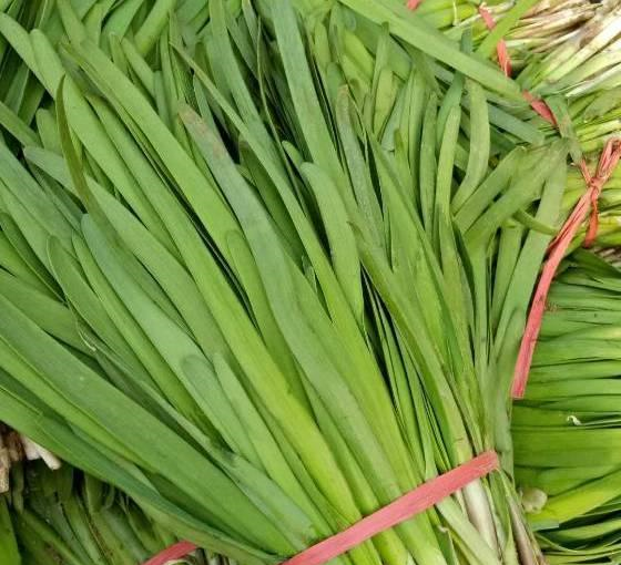 却没有细叶那么好,经常吃韭菜的朋友应该知道,宽叶韭菜是不能多买的