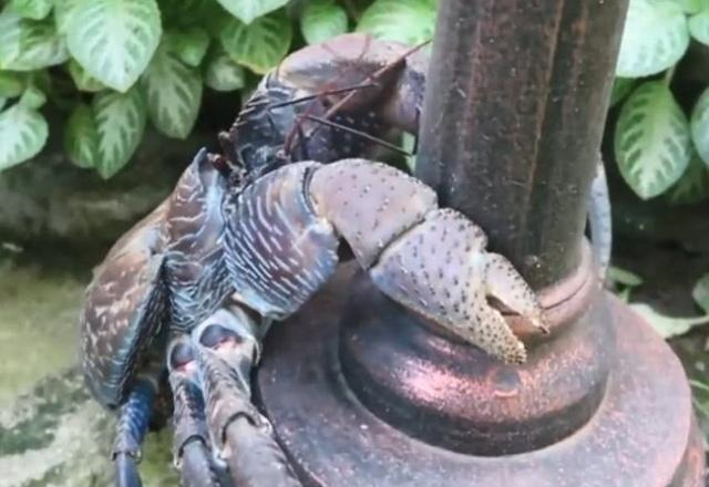 陆地上的"霸王蟹",一只钳子就有3斤重,可惜国内还没有|侵权|椰子蟹