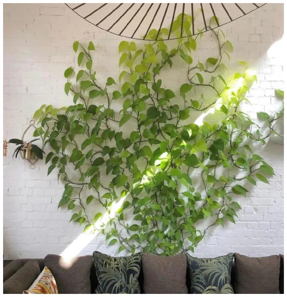 一棵绿萝七个鬼(风水大师说家里不能养绿萝)