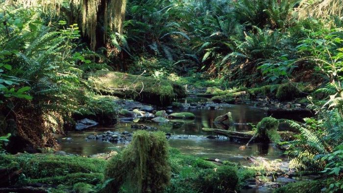 1/ 6苏门答腊热带雨林(tropical rainforest heritage of sumatra)