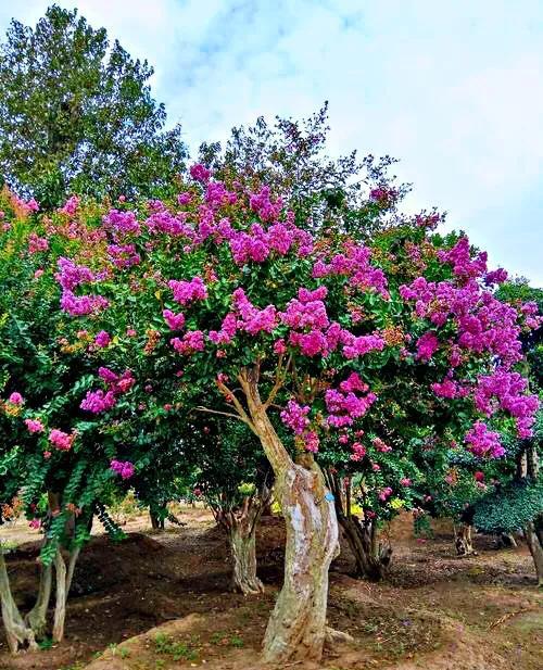 紫薇花品种分类 紫薇 紫薇花 银薇 新浪新闻