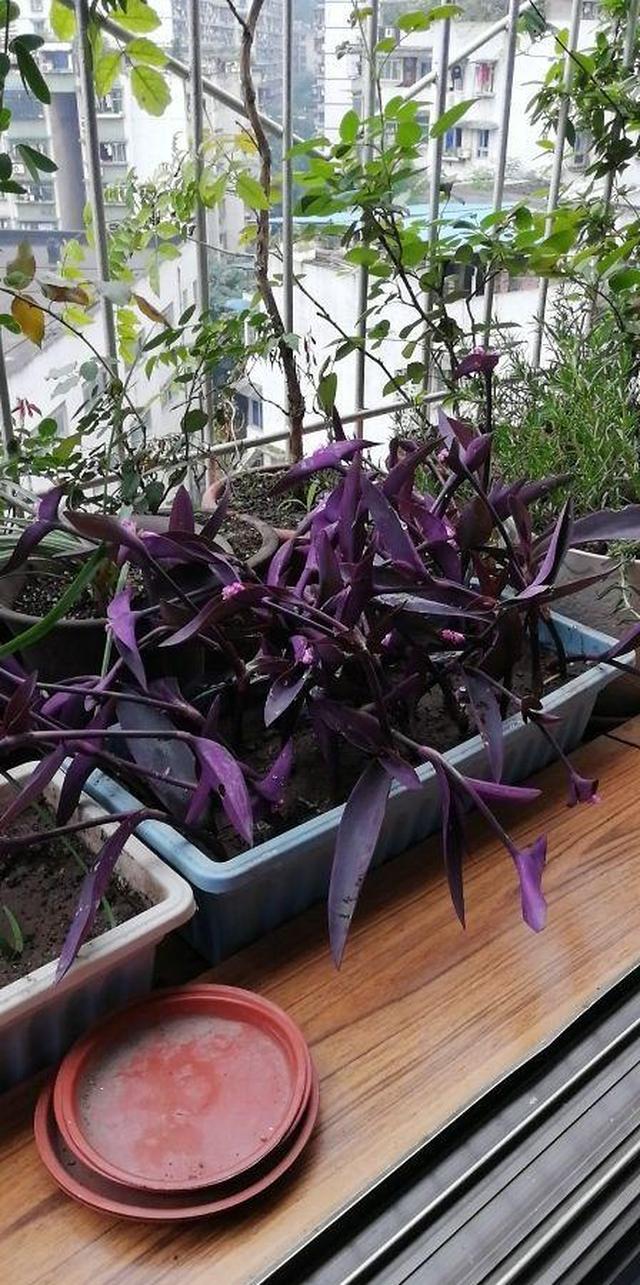 紫竹梅超好养掐个枝插土里一夏天长满一大片