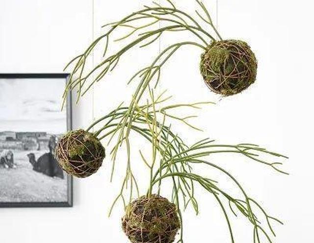 不用花盆就能种满阳台 苔藓绑成土坨子 植物又美又旺 不用花盆就能种满阳台 苔藓绑成土坨子 植物又美又旺