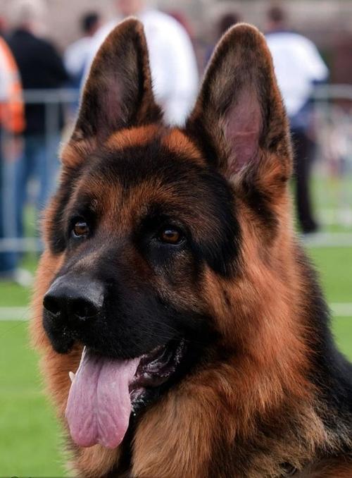 纯种德国黑背的毛质决定了它的品相及价格