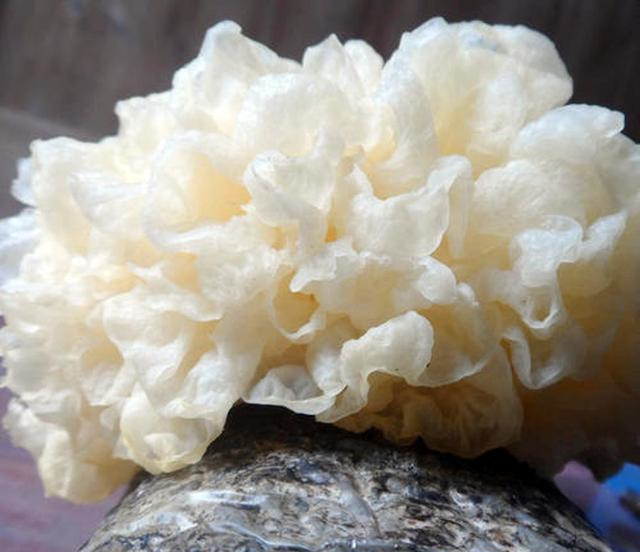 买银耳时挑白色还是白黄色看三不买一不吃为健康了解下