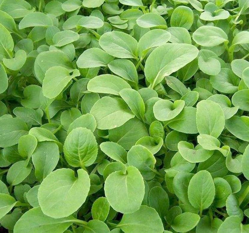 你吃过鸡毛菜吗?阳台就能种,鲜嫩味美,家人爱吃!