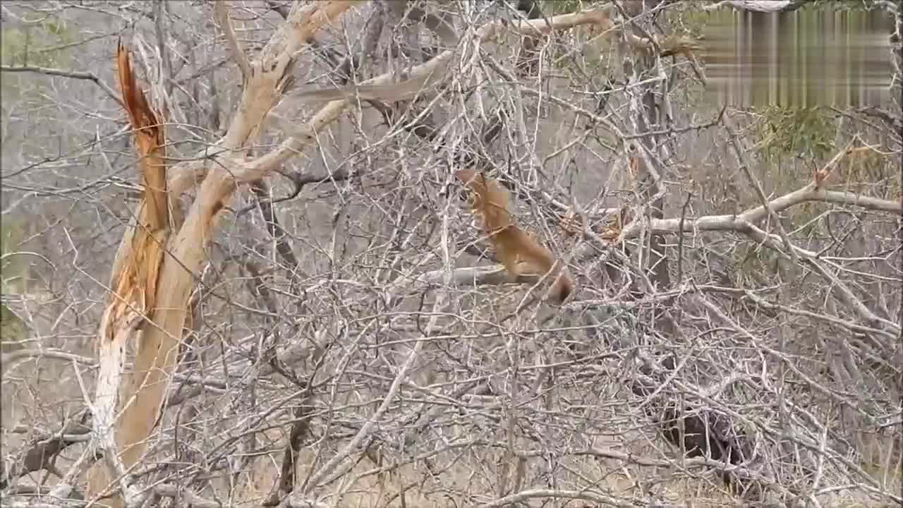 蛇捕食猫鼬蛇遇到猫鼬不走运 蛇捕食猫鼬蛇遇到猫鼬不走运