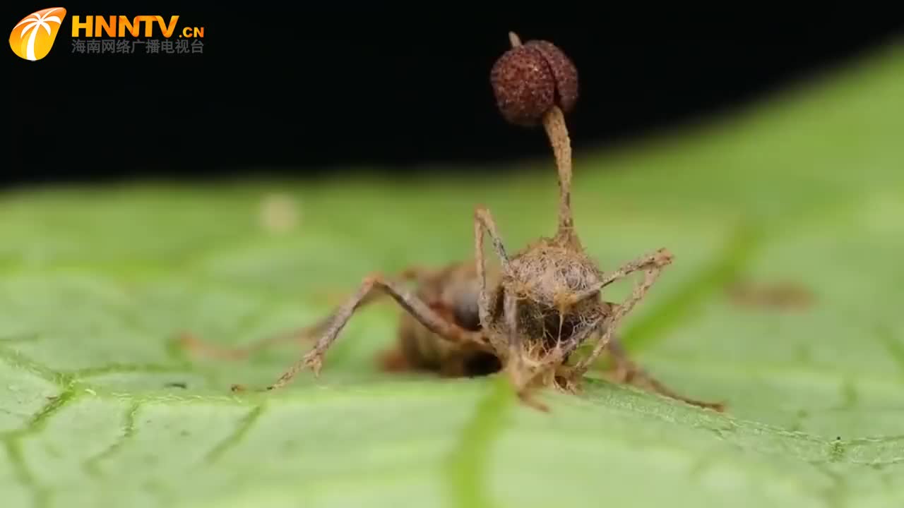 你知道僵尸蚂蚁吗?寄生真菌控制蚂蚁行为,让它变成自己傀儡!