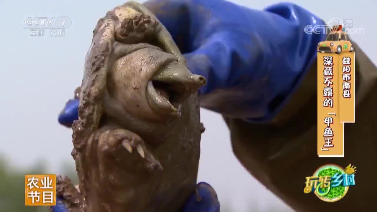 甲鱼咬人不松口,游客试了一下,手差点受伤