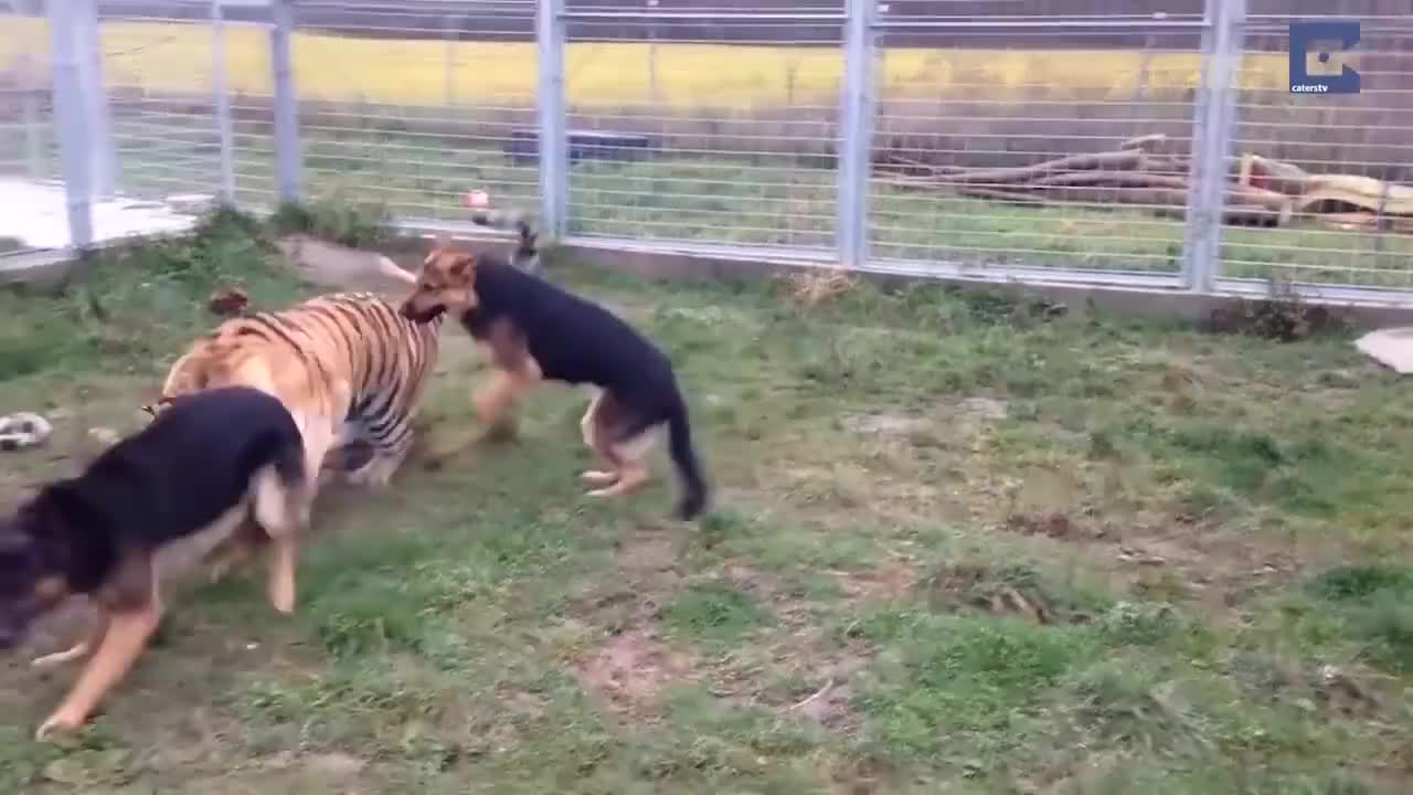 虎落平阳被犬欺,饲养员将两只恶犬丢进老虎笼子,下一秒老虎怂了