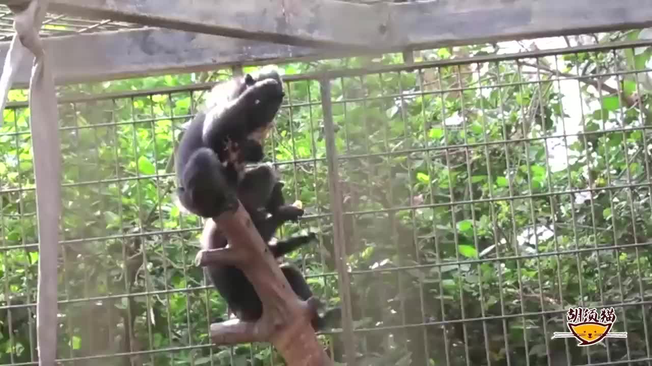 老虎下水抓鸭子,鸭子大秀走位,镜头拍下全过程