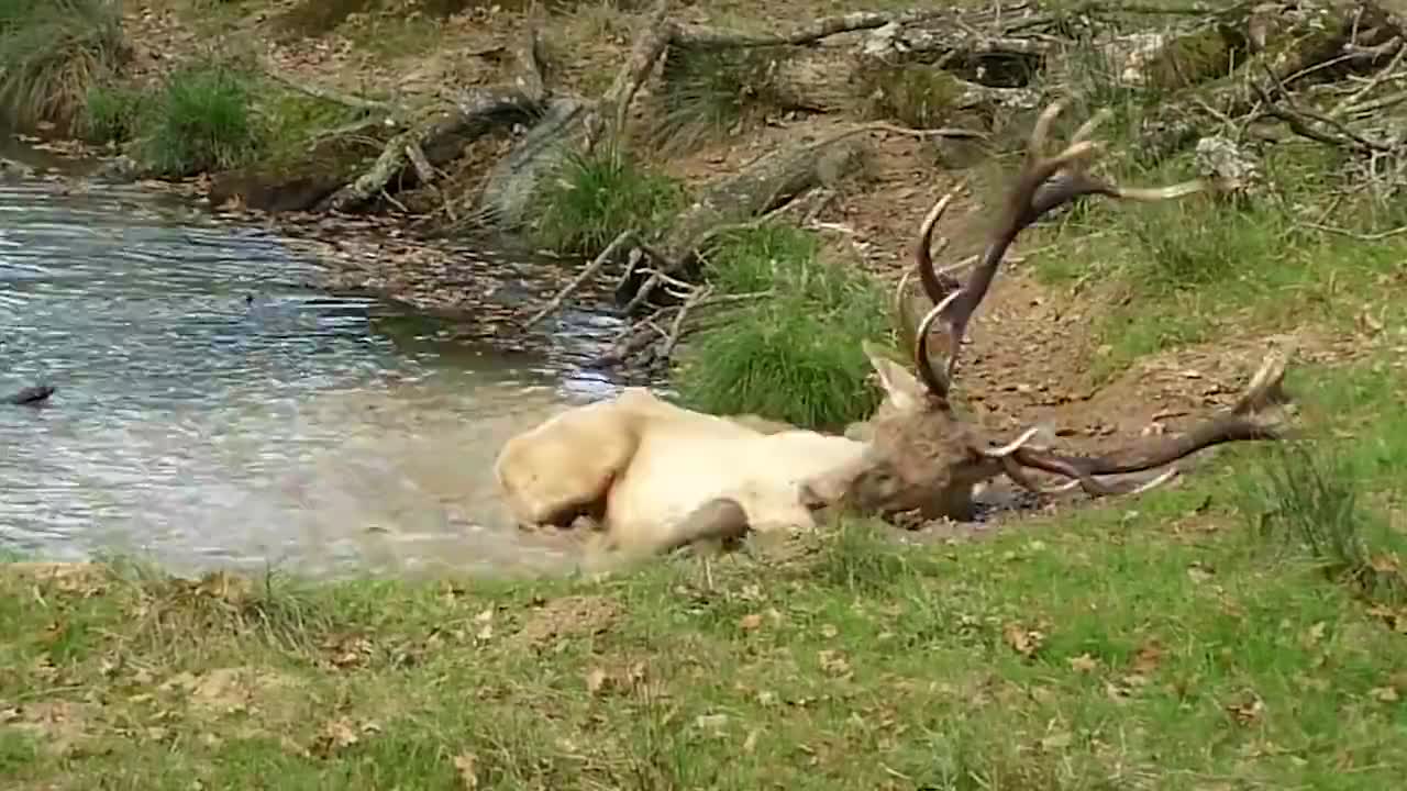 看看鹿的下场就知道,掏肛兽也甘拜下风 为您推荐: 为躲避割鹿茸,小鹿