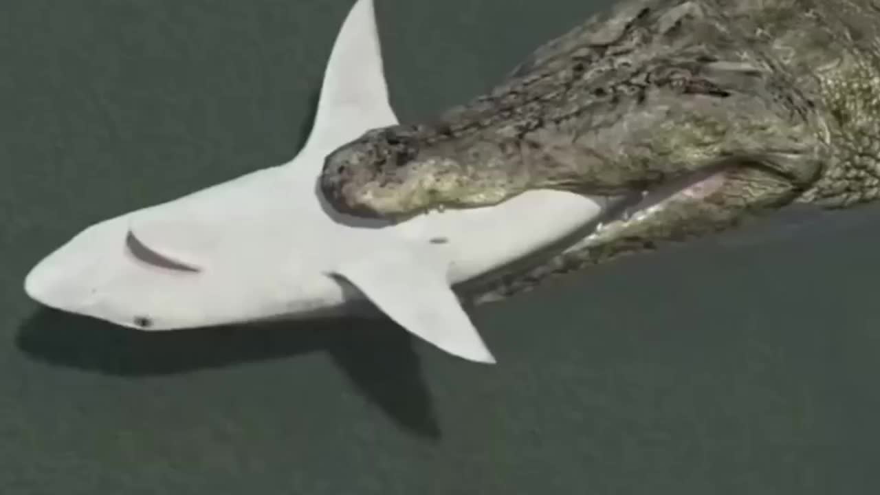 鲨鱼vs鳄鱼究竟谁更厉害看完涨知识