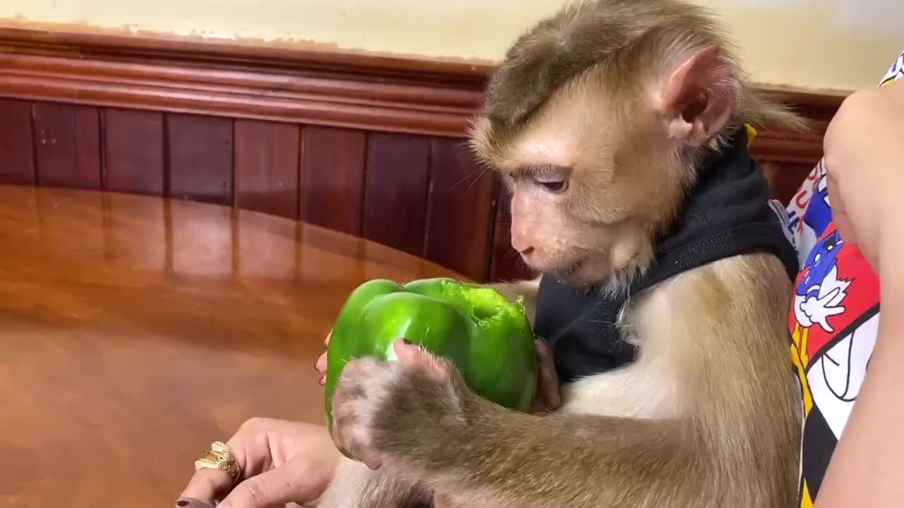 小猴子就要吃辣椒不给就又哭又闹镜头记录搞笑画面