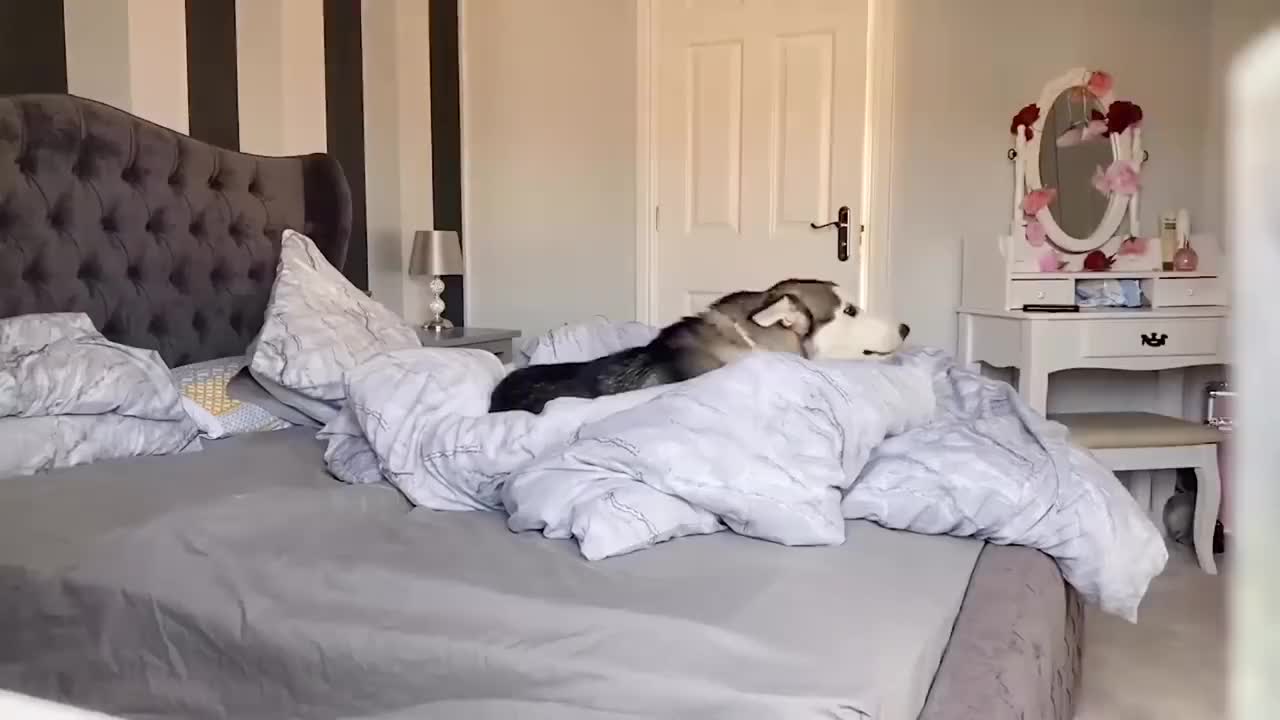 哈士奇睡在主人床上主人进来后二哈举动太搞笑了