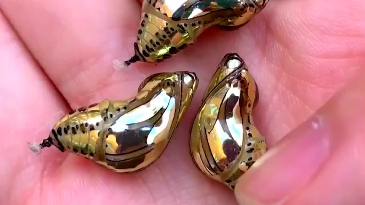 24k纯金蝴蝶蛹可替代黄金吊坠捡到一颗岂不是发财了