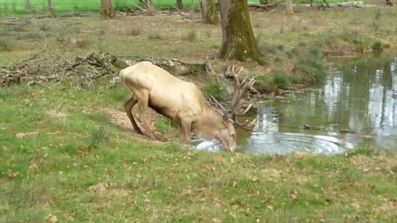 一只鹿在河边喝水喝着喝着就开始犯神经这抽哪门子疯