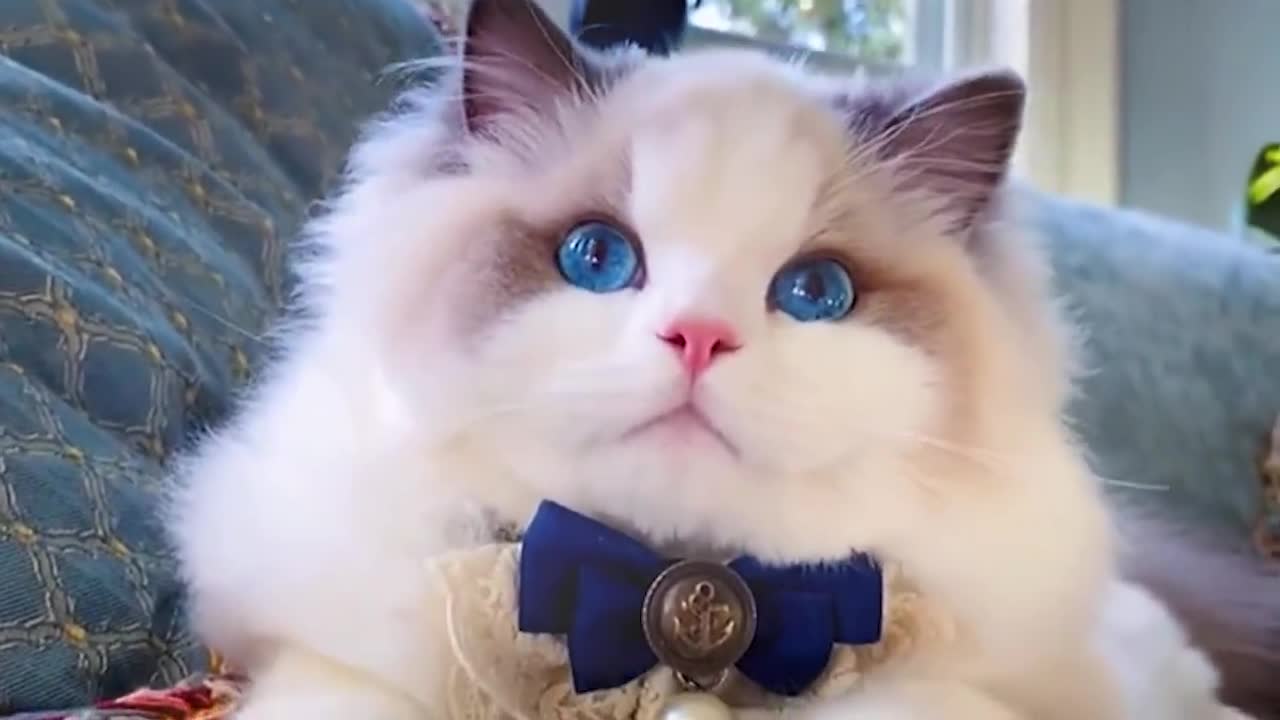 价值六位数的布偶猫,碧蓝的眼睛,炸裂的颜值