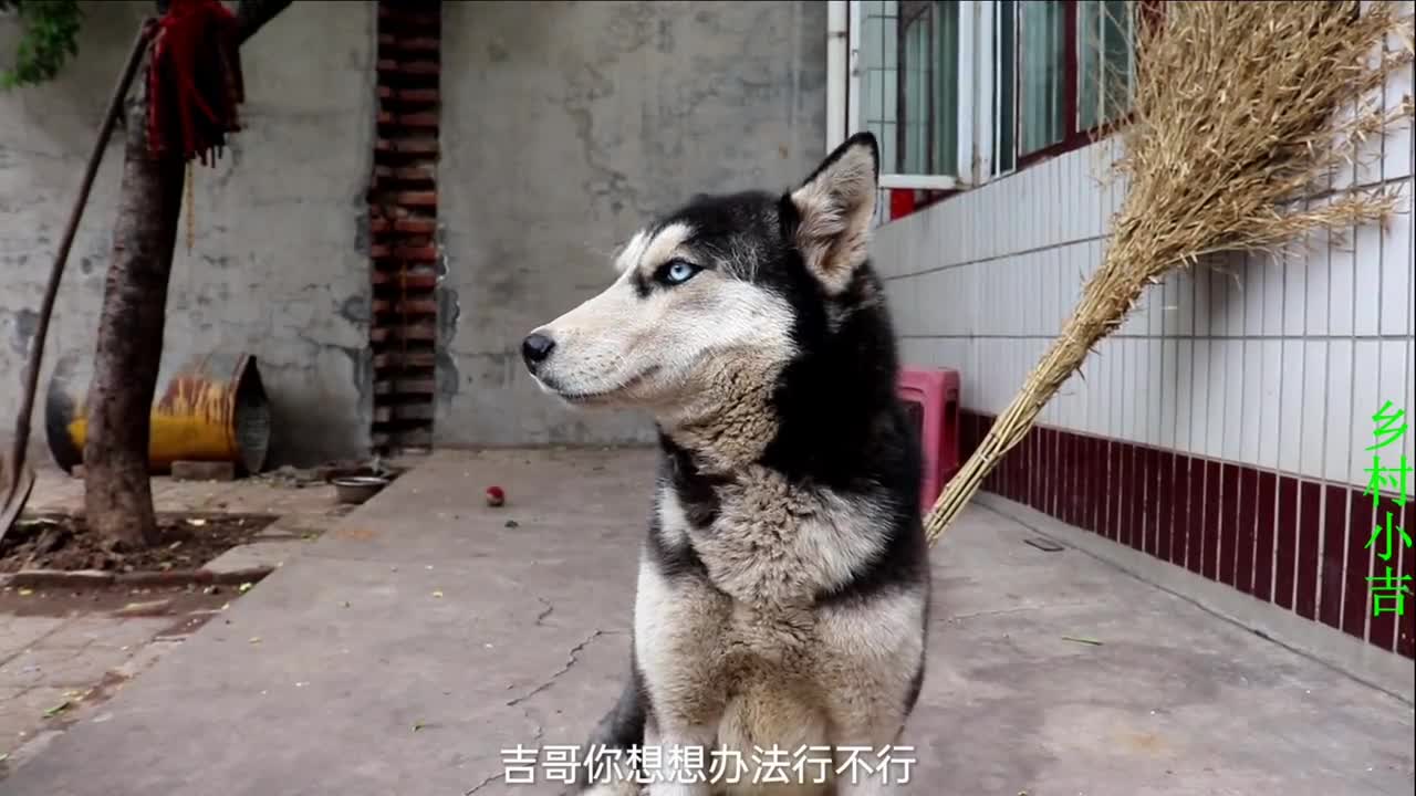 哈士奇牙掉了没办法吃肉小吉准备给它装假牙靠谱吗